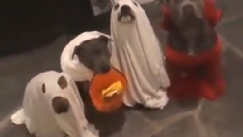 World Domination at its Cutest: Pawsome Dogs Rocking Military Uniforms - Too Adorable to Resist!