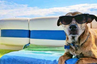 5 Essential Tips for Stress-Free Travel with Your Beloved Dog or Cat!