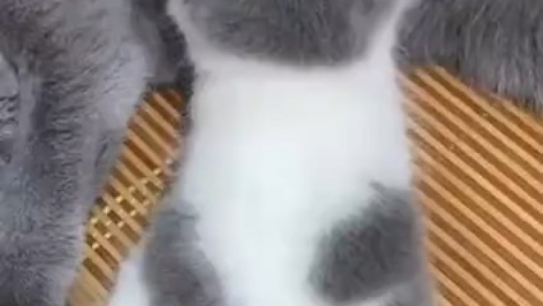 Adorable Kitten's Hilarious 'Lunchtime' Special - Watch as It Mysteriously Tries to Breastfeed from Its Cat Mother!