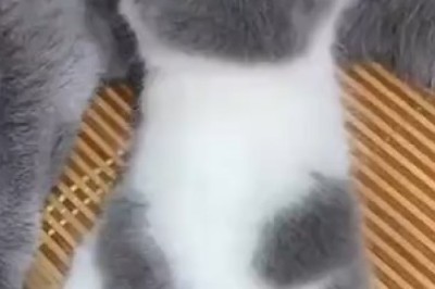 Adorable Kitten's Hilarious 'Lunchtime' Special - Watch as It Mysteriously Tries to Breastfeed from Its Cat Mother!