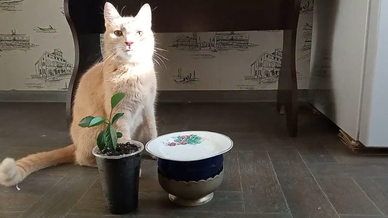 CAT-astrophic Hilarity Unleashed: Witness the Unbelievable Munching Mayhem as a Cat Devours Watermelon with Utter Delight!