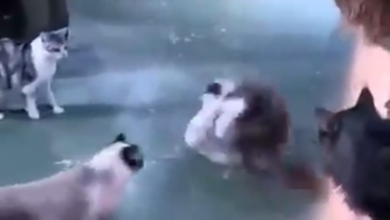 Cat Fight Showdown in the Ring - Unleash the Ultimate Claw-some Comedy!