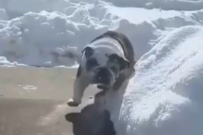 Dog vs. Snow: A Hilarious Collision of Chaos and Cold!