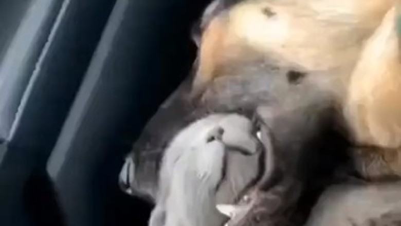 Epic Battle in the Car: Dog vs. Cat - Who Will Reign Supreme?