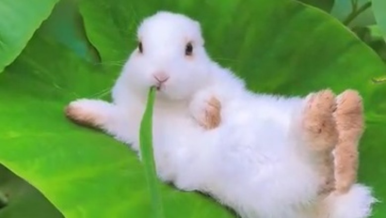 Hare-raising Hilarity: Rabbit Finds Itself in the Most Beautiful Place!