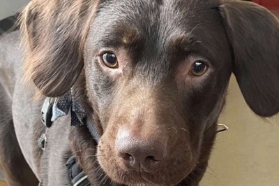 Heartbreaking Story: Coco's Tragic Arrival and Intensive Care