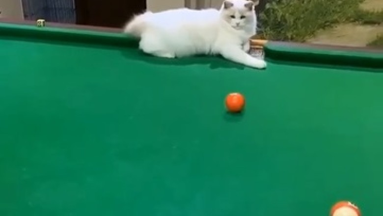 Hilarious Billiards Chaos: Watch This Clever Cat Take Over the Pool Table in a Rib-Tickling Feline Showdown!