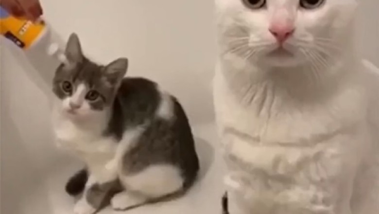 Hilarious Cat Bathing Fails That Will Leave You in Stitches!