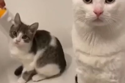 Hilarious Cat Bathing Fails That Will Leave You in Stitches!