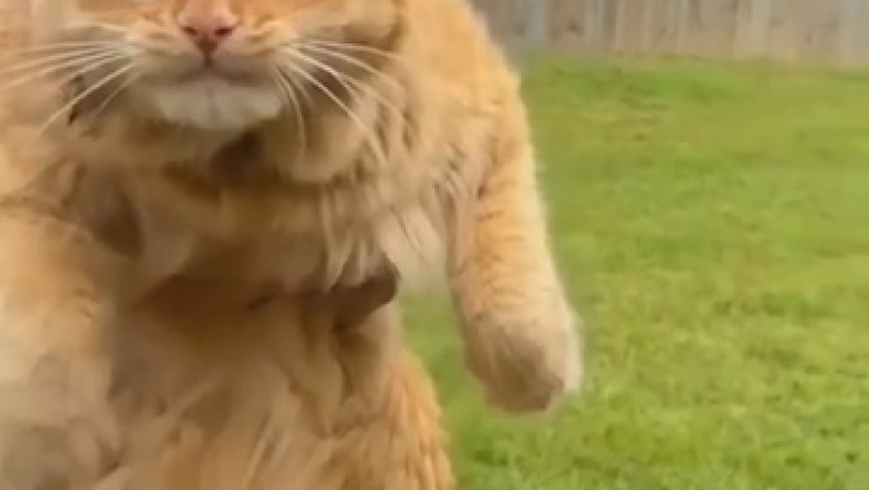 Hilarious Cat's Infectious Laugh Leaves the Internet in Stitches!