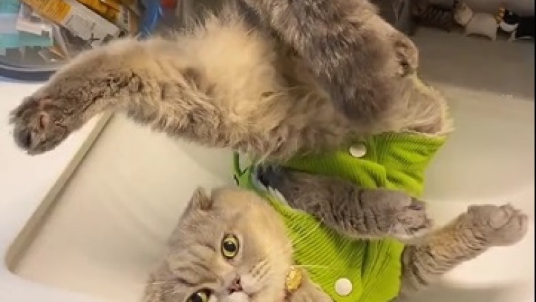 Hilarious Catastrophe! Watch This Clumsy Cat Turn Cooking Into Comedy!