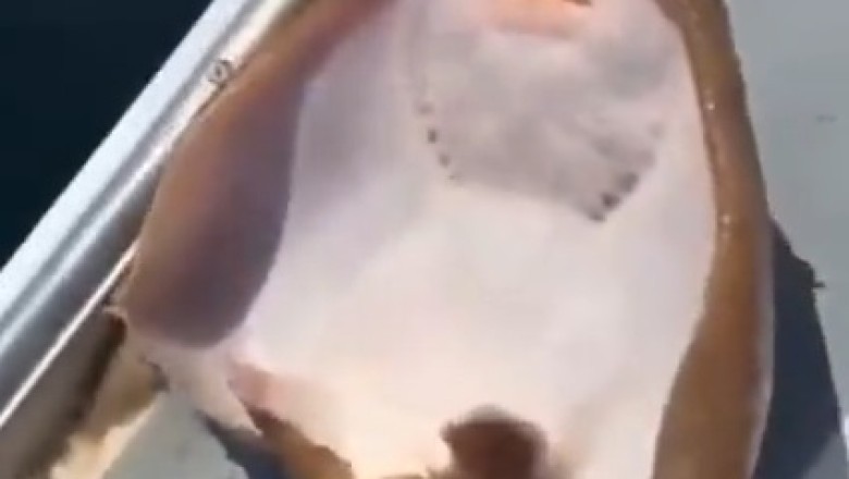 Hilarious Underwater Comedy: Watch as Fish Hilariously Bust a Gut Laughing!