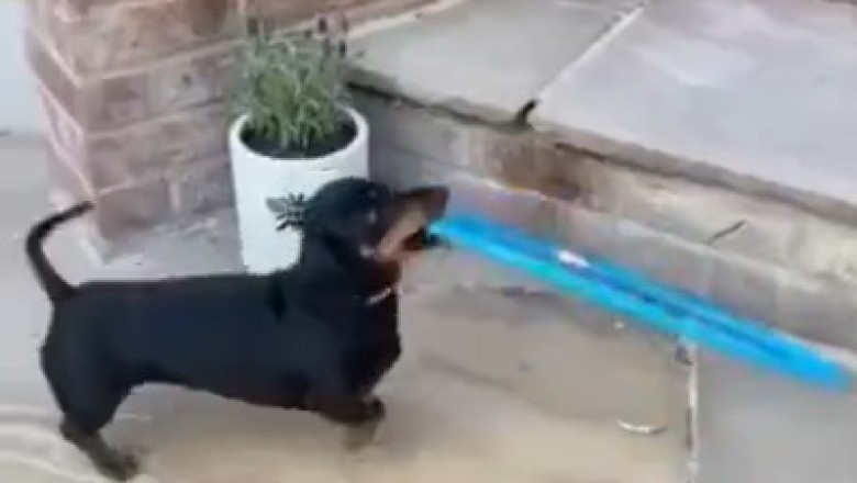 Hilariously Unleashed! Watch This Small Dog Take Playtime to a Whole New Level!