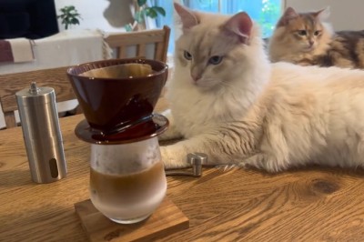 Paws-itively Purr-fect Tea Time! Two Adorable Cats Take A Hilarious Tea Break!