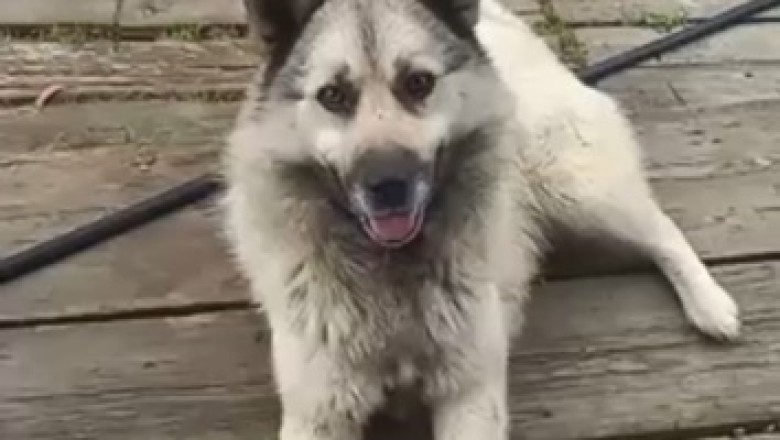 Prepare to be Amazed: Watch an Adorably Funny Norwegian Elkhound Steal the Show!