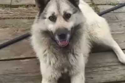 Prepare to be Amazed: Watch an Adorably Funny Norwegian Elkhound Steal the Show!