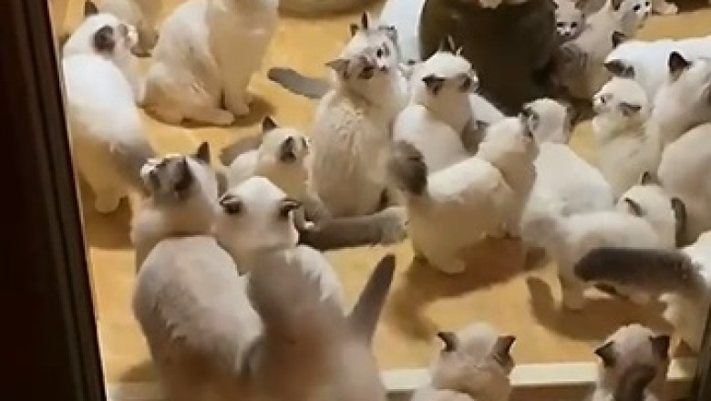 The Purr-fect Squad Goals - An Unforgettable Encounter with a Group of Mesmerizingly Beautiful Cats!