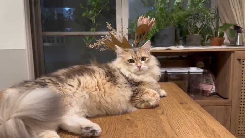 The Ultimate Battle of Impatient Cats! Watch as Two Furry Foodies Take Over the Kitchen!