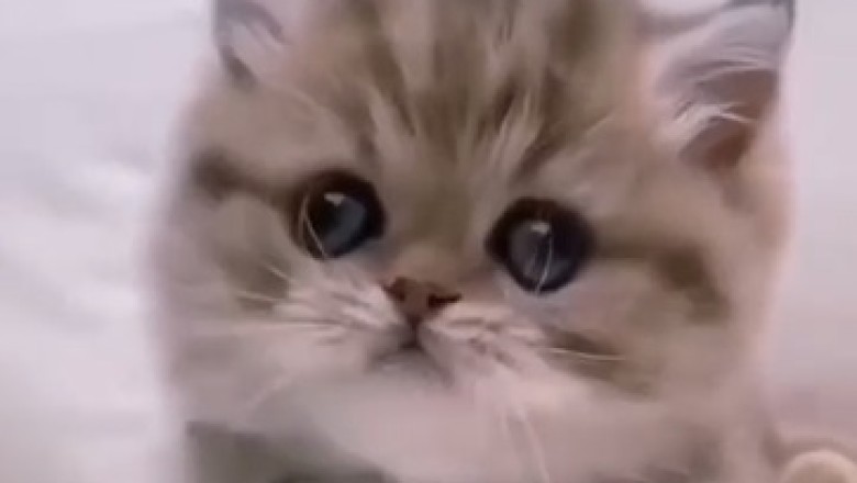 Tiny Cat Takes Over the Internet with Its Unbeatable Cuteness!