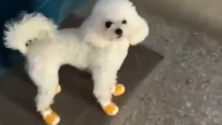 Unleashing the Canine Acrobat: Watch in Awe as This Small Dog Conquers Stairs on Two Legs!