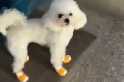 Unleashing the Canine Acrobat: Watch in Awe as This Small Dog Conquers Stairs on Two Legs!