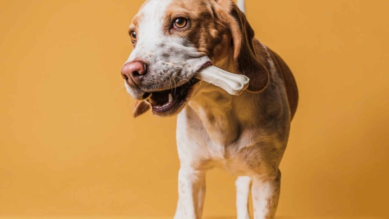 Unleash the Power of Natural Snacks for Your Pet's Health and Happiness!