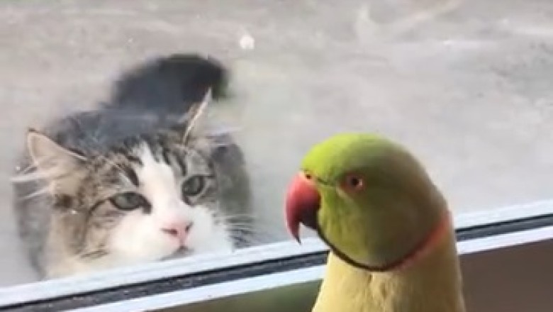 Feathered Feud: Watch Hilarious Cat vs. Parrot Showdown of Epic Proportions!