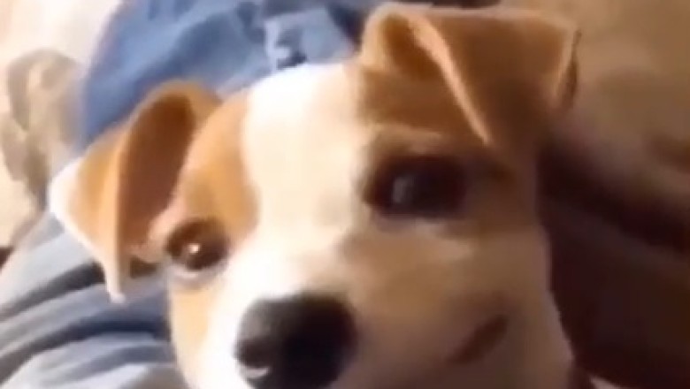 Hilarious Dogs Gone Wild: Watch Them Smile, Laugh, and Bring on the LOLs!