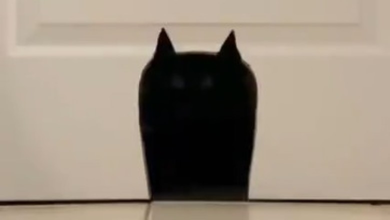 Hilarious Homecoming: Cat's Epic Entrance Leaves Everyone in Stitches!