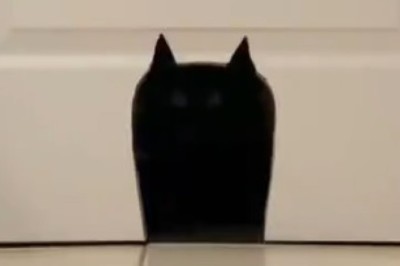 Hilarious Homecoming: Cat's Epic Entrance Leaves Everyone in Stitches!