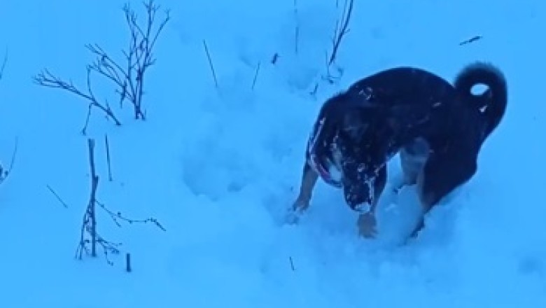 Hilariously Snow-Crazed Pup Embarks on a Comical Treasure Hunt!