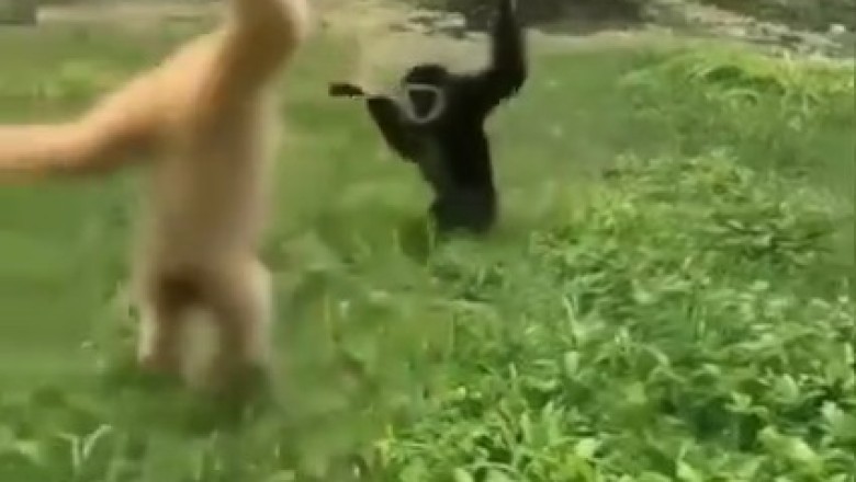 Monkey Madness: Unforgettable Dance-Off Between Two Lively Primates!