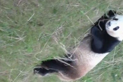 Panda Playground: Qin Yun's Passion for Sliding Games