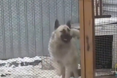 Pawsitively Hilarious: When Dogs and Other Animals Let Loose on the Dance Floor! | The Clip Funny