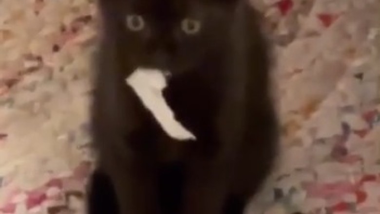 Purrrfect Comedy: Hilarious Cat Goes Bonkers Chewing Paper!