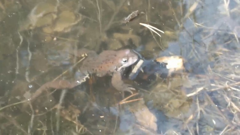 Ribbit-tastic River Ruckus: Frolicking Frogs Dive into Hilarious Aquatic Adventures!