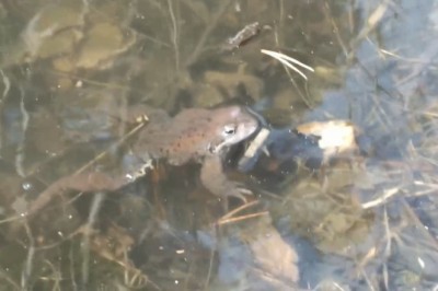 Ribbit-tastic River Ruckus: Frolicking Frogs Dive into Hilarious Aquatic Adventures!