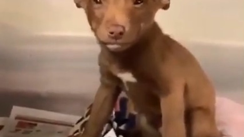 This Adorably Hilarious Dog will Melt Your Heart and Leave You in Stitches!