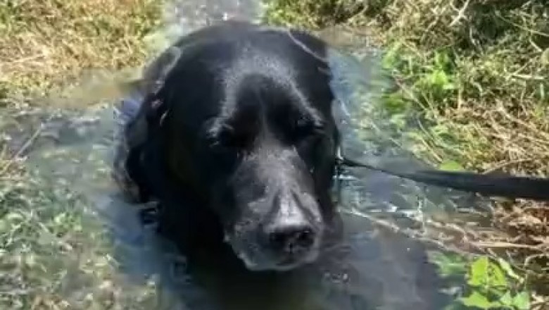 Adorable Pup Gets Stuck in a Hole, But His Hilarious Escape Will Leave You in Stitches!