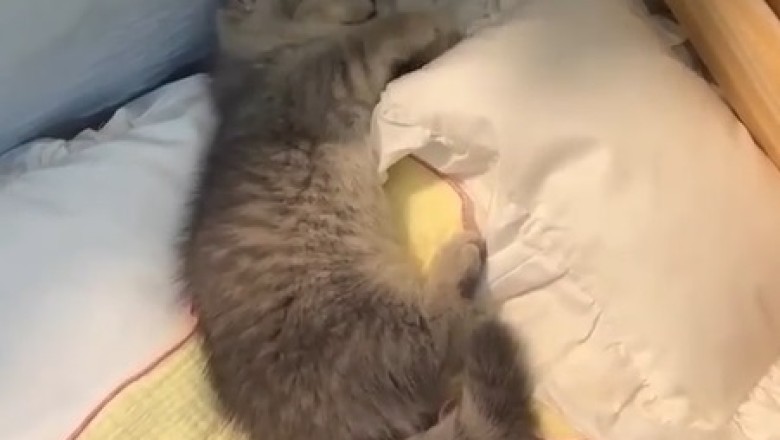 Cat vs. Inanimate Enemy? Introducing the Hilarious Cat Repellent Butterfly!