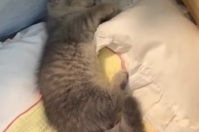 Cat vs. Inanimate Enemy? Introducing the Hilarious Cat Repellent Butterfly!