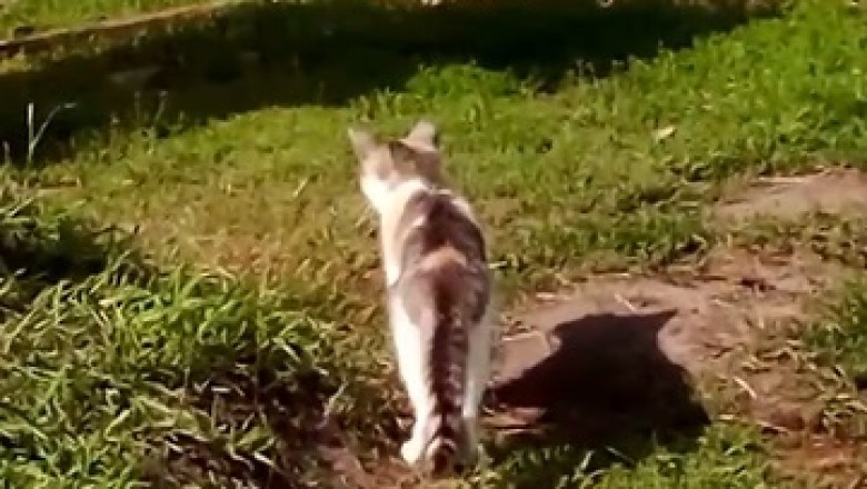 Clueless Cat Demands Round-the-Clock Care in the Most Adorable Way!