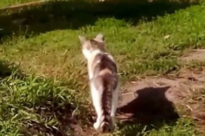 Clueless Cat Demands Round-the-Clock Care in the Most Adorable Way!