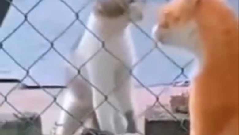 Epic Cat Fight Breaks Out! This Hilarious Battle Leaves Everyone Rolling With Laughter