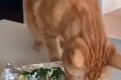 Feast your Eyes on a Hilarious Cat with an Insatiable Appetite - It's Eating Time!