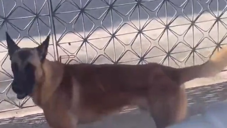 Furry Fighter: Hilarious Dog Takes on His Imaginary Foes!
