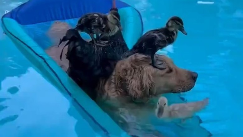 Hilarious Aquatic Antics: Dog and Ducks Make a Splash in the Pool!