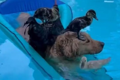 Hilarious Aquatic Antics: Dog and Ducks Make a Splash in the Pool!