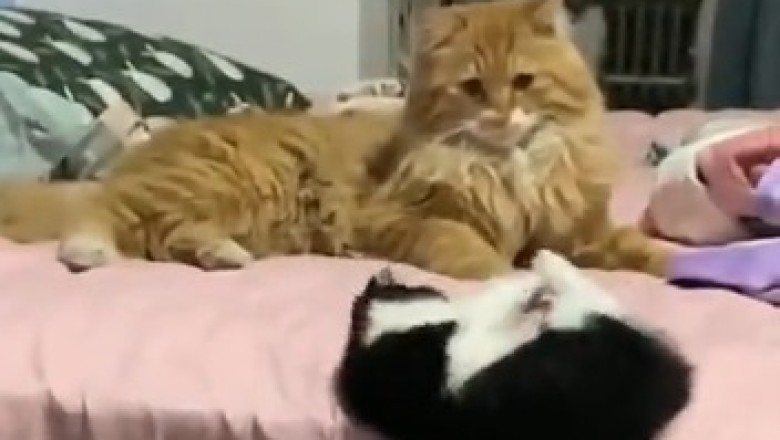Hilarious Cat-astrophe: Watch as a Mischievous Kitty Takes a Tumble Out of Bed!