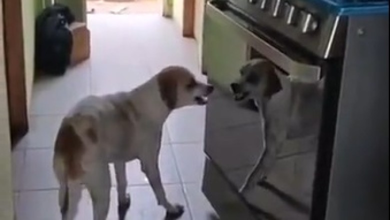 Hilarious Dog Fights Imaginary Foe: Watch as This Mischievous Pup Takes on the Kitchen Oven!